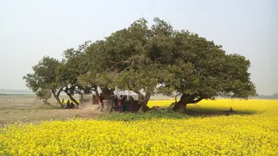 A lone tree in flowering mustard fields at Basulia, Basail Upazila