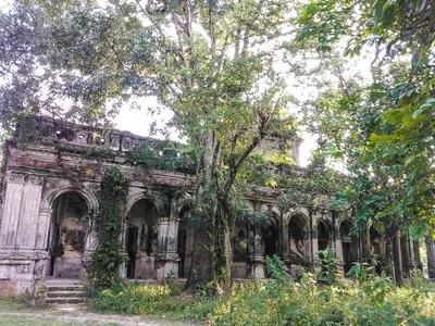 Hemnagar Zamindar Bari overgrown with trees