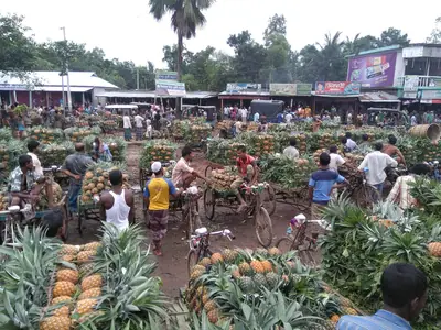 Pineapple-laden rickshaw vans crowding the Jalchhatra market, Madhupur