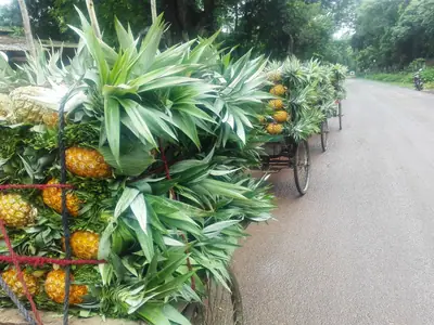 Vans stacked with pineapples heading to Jalchhatra market on a Madhupur road