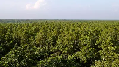 Canopy of the Madhupur sal (shal) forest