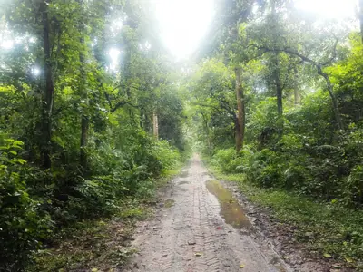 Brick path inside Madhupur National Park near the Rasulpur main gate