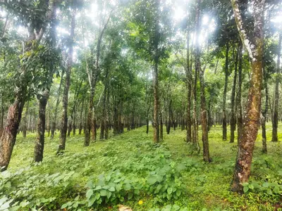 Rows of rubber trees in the Pirgachha rubber garden, Madhupur