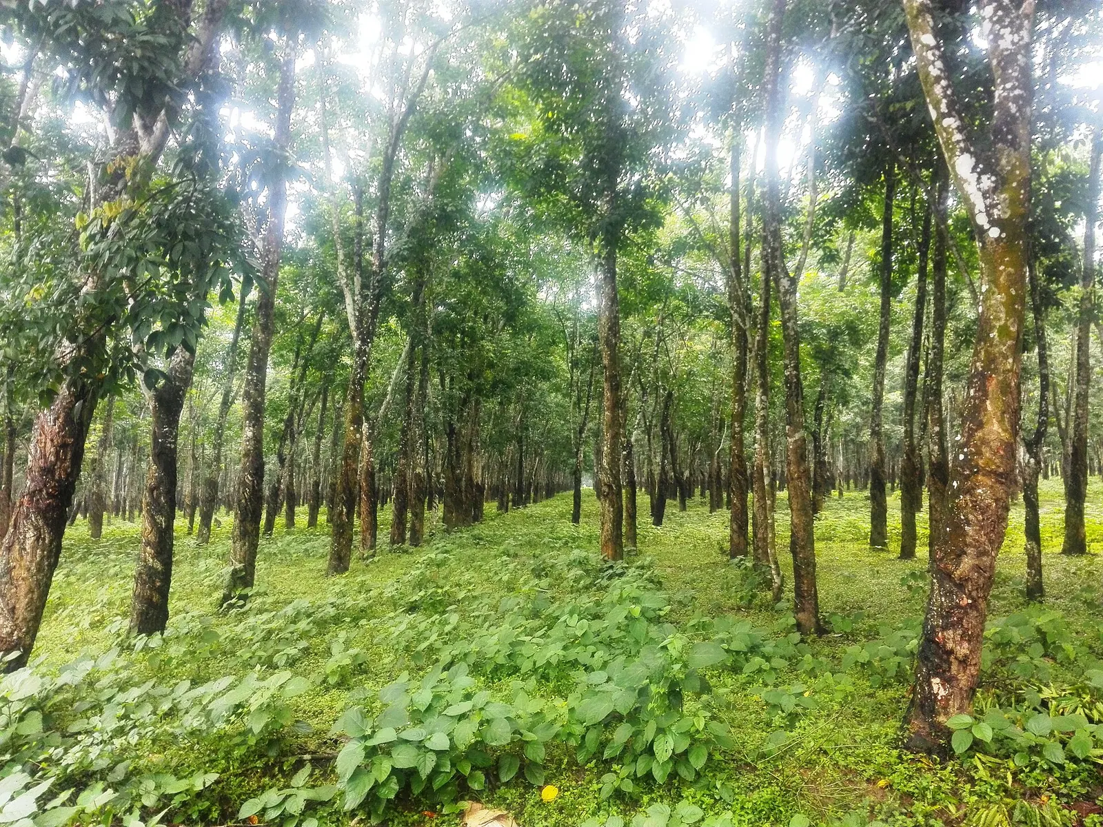 মধুপুরের রাবার বাগান (পীরগাছা/সন্তোষপুর)