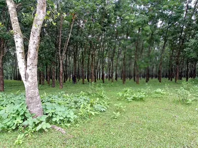 Rubber plantation with green undergrowth in Madhupur