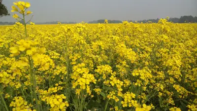 Mustard field at Bashulia, Basail