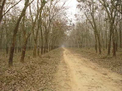 Madhupur rubber garden